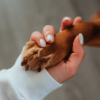 NewYear with your Dog